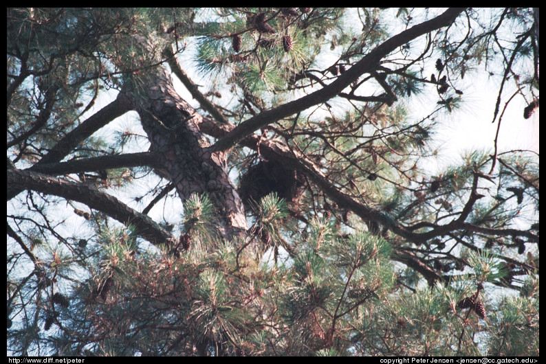 Eagle's nest