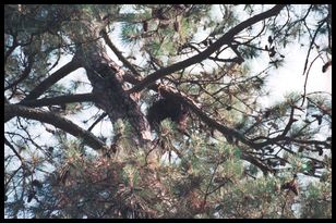 Eagle's nest