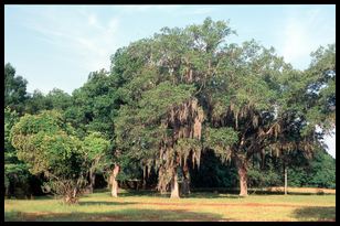 oak trees spanish moss