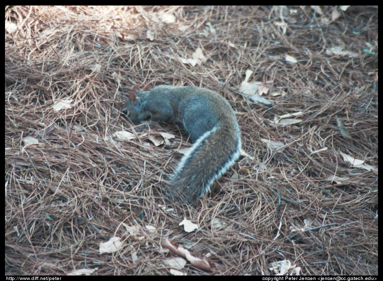 campus squirrel