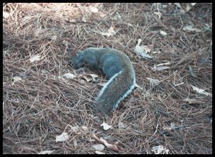 campus squirrel