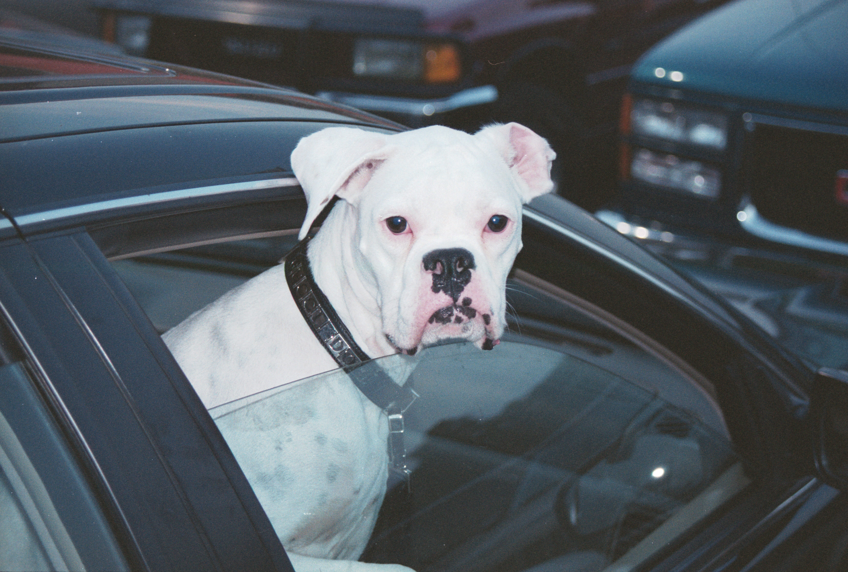 home depot random dog-1