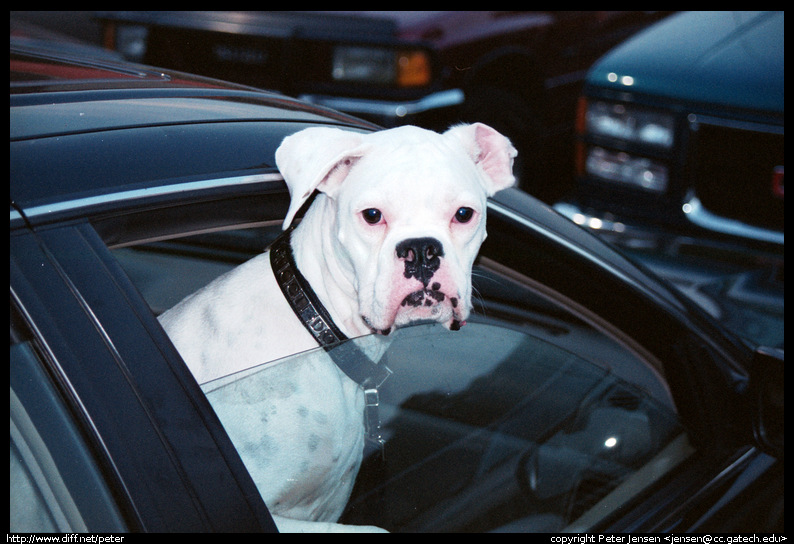 home depot random dog-1