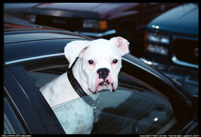 home depot random dog-Tierson repairing his truck-1