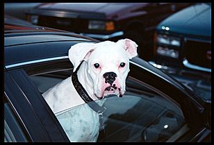 home depot random dog-Tierson repairing his truck-1