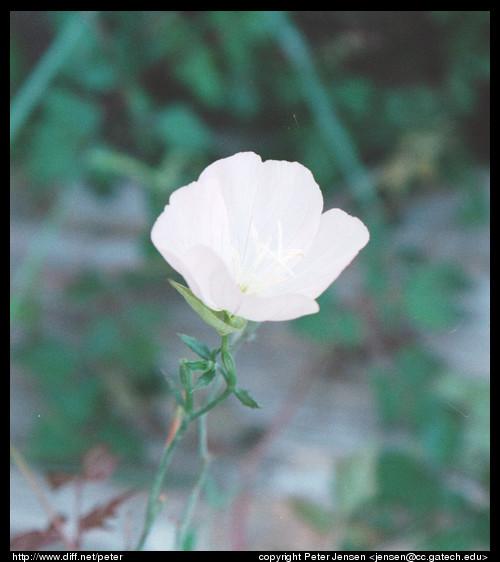 flower