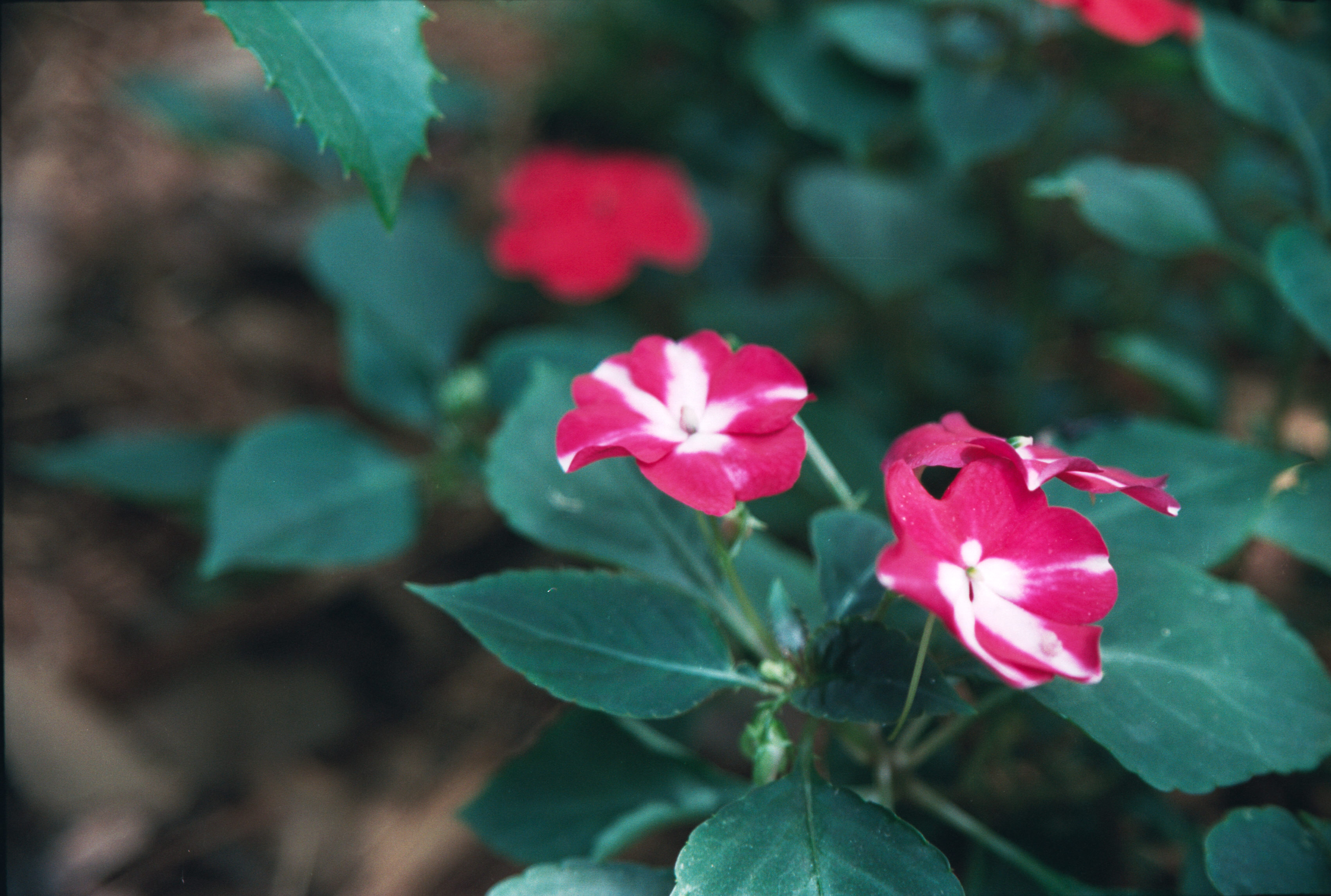 flowers 2
