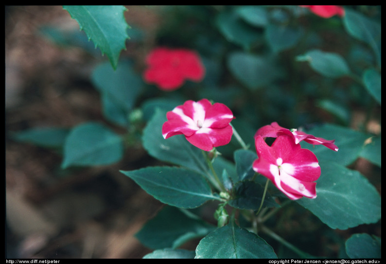 flowers 2