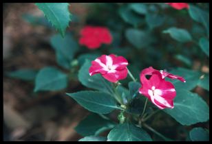 flowers 2