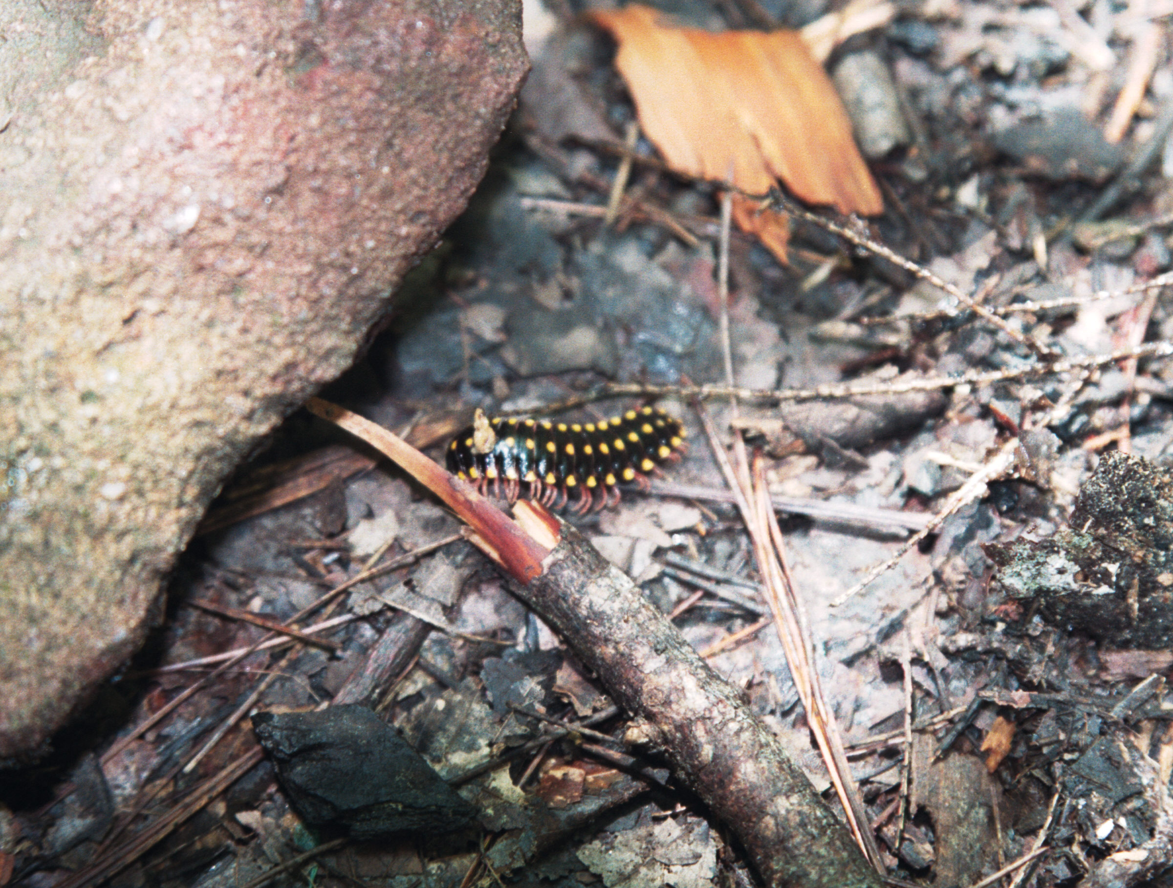 critter