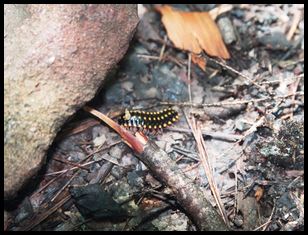 critter