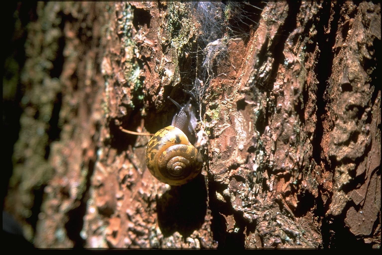 snail
