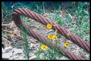 rusted cable and flower 1