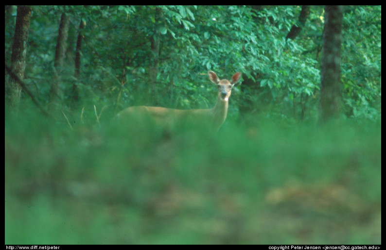 deer but not rare