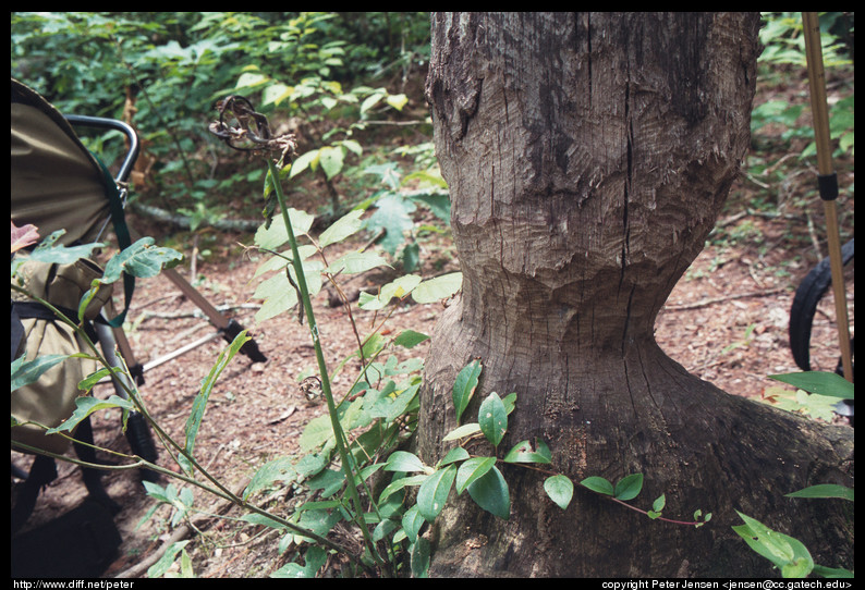 carved tree