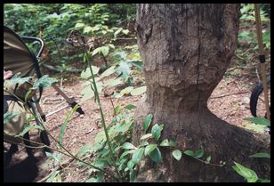 carved tree