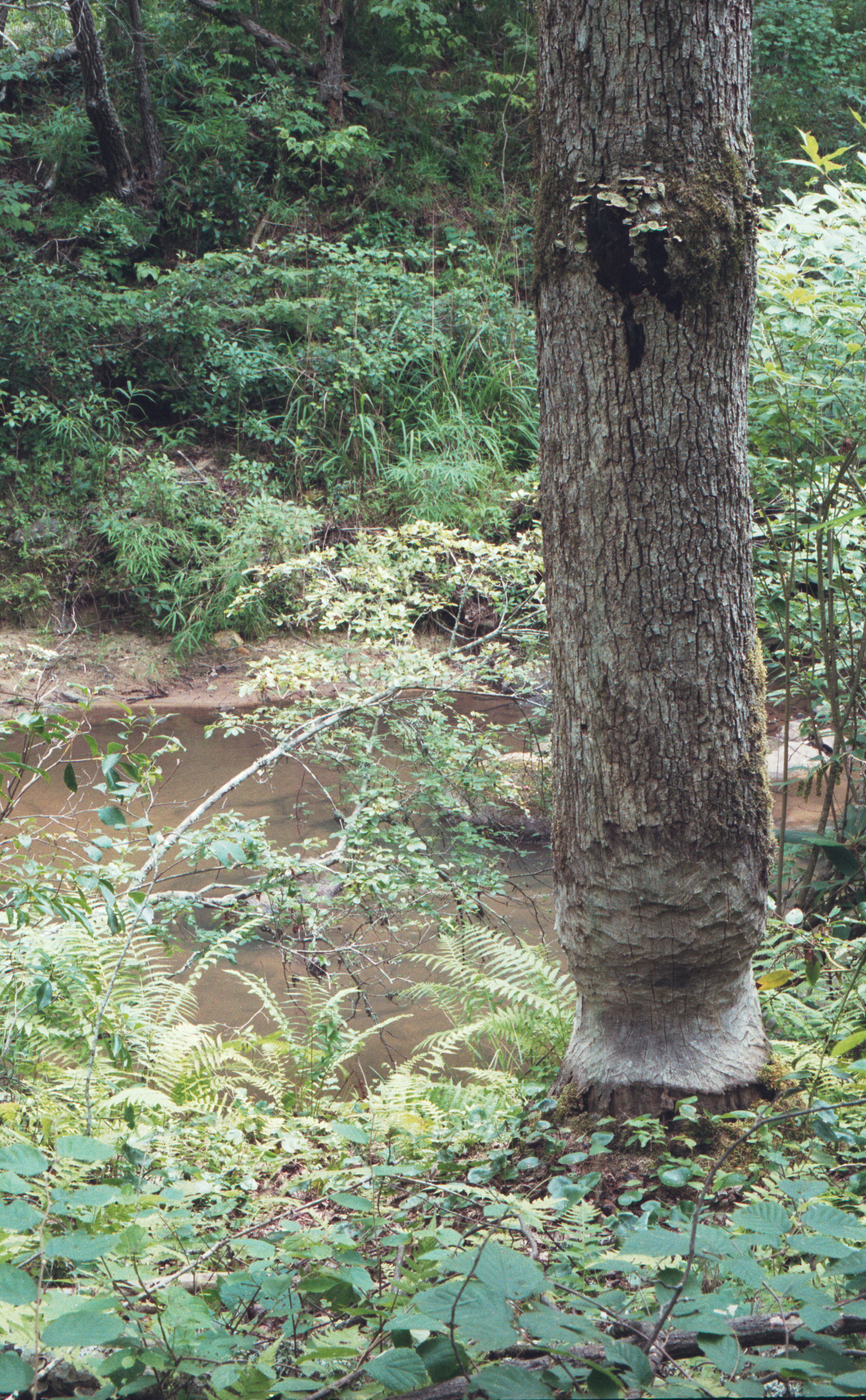 beaver marks