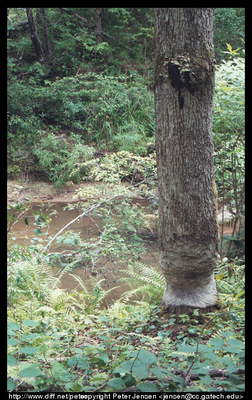 beaver marks