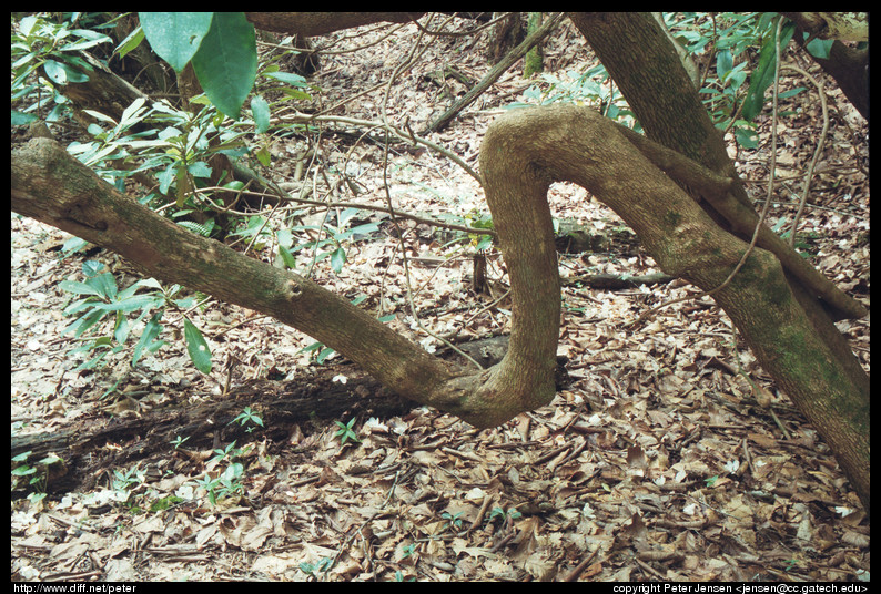 abnormal bend in tree