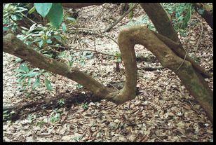 abnormal bend in tree