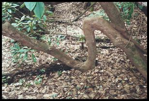 abnormal bend in tree fill flash