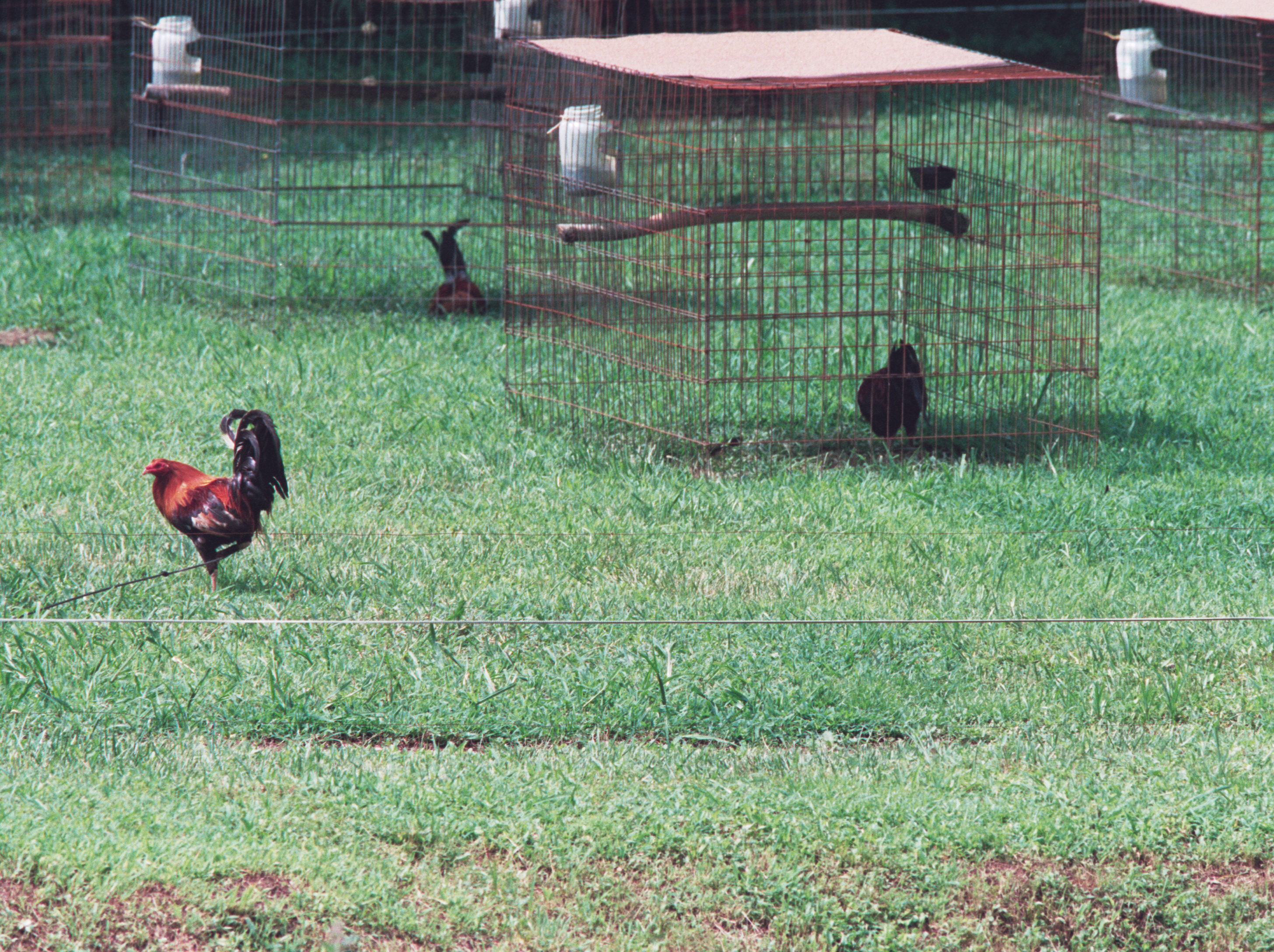 fightin hen