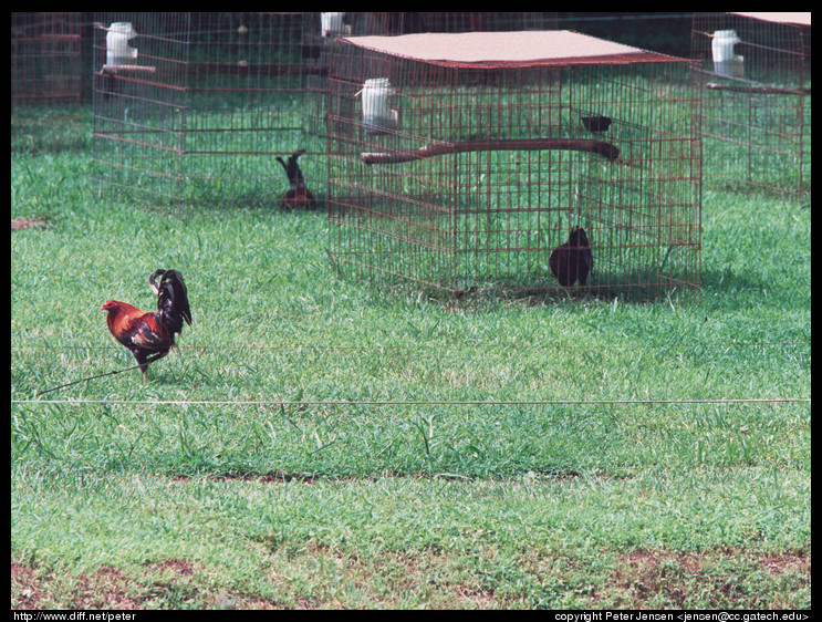 fightin hen