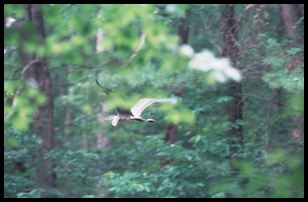 bird 2