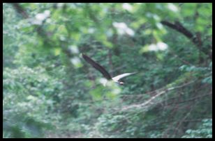 bird 3
