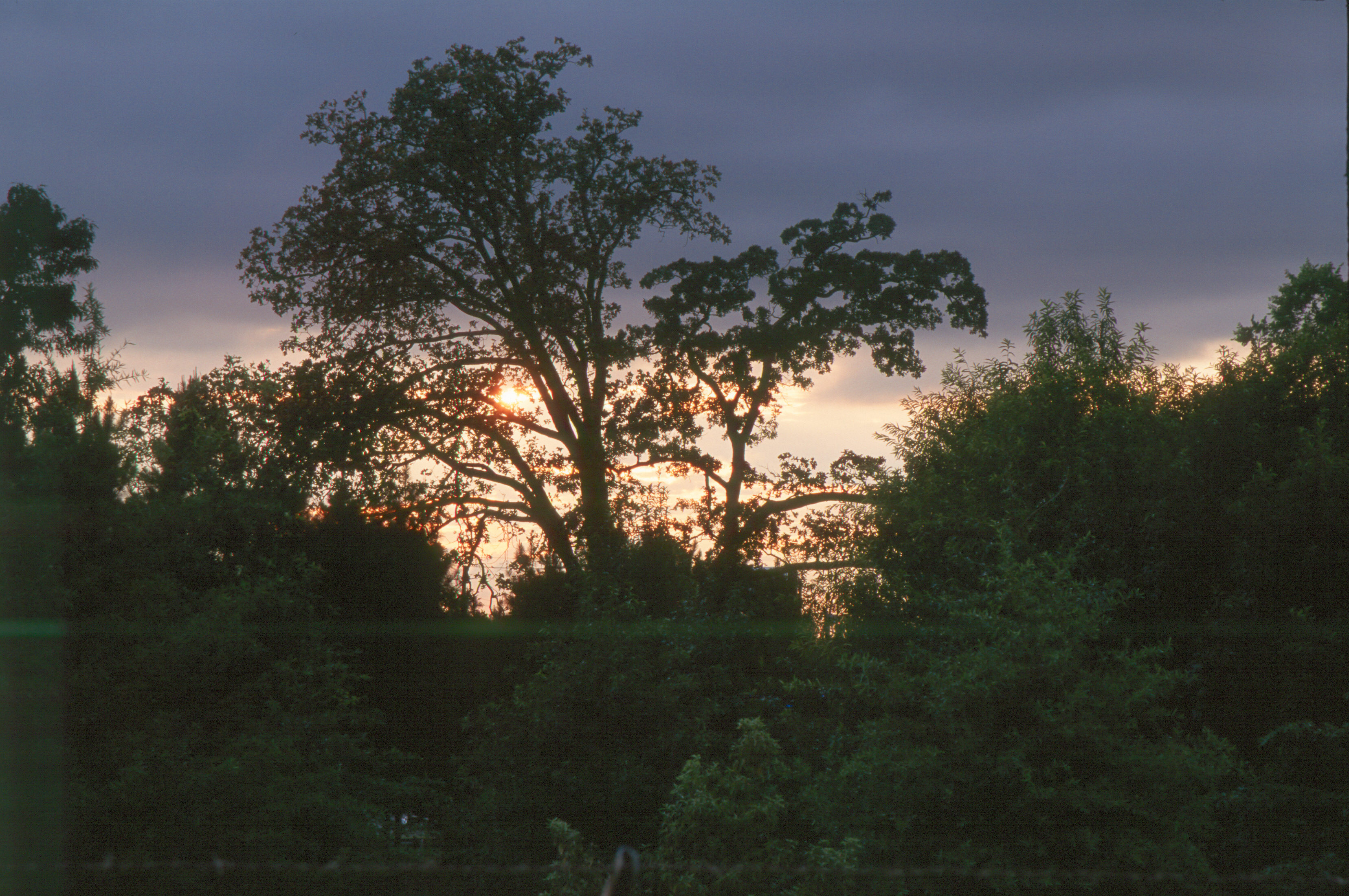 tree sunset 105mm polarizer
