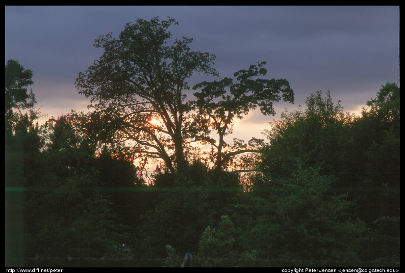 tree sunset 105mm polarizer