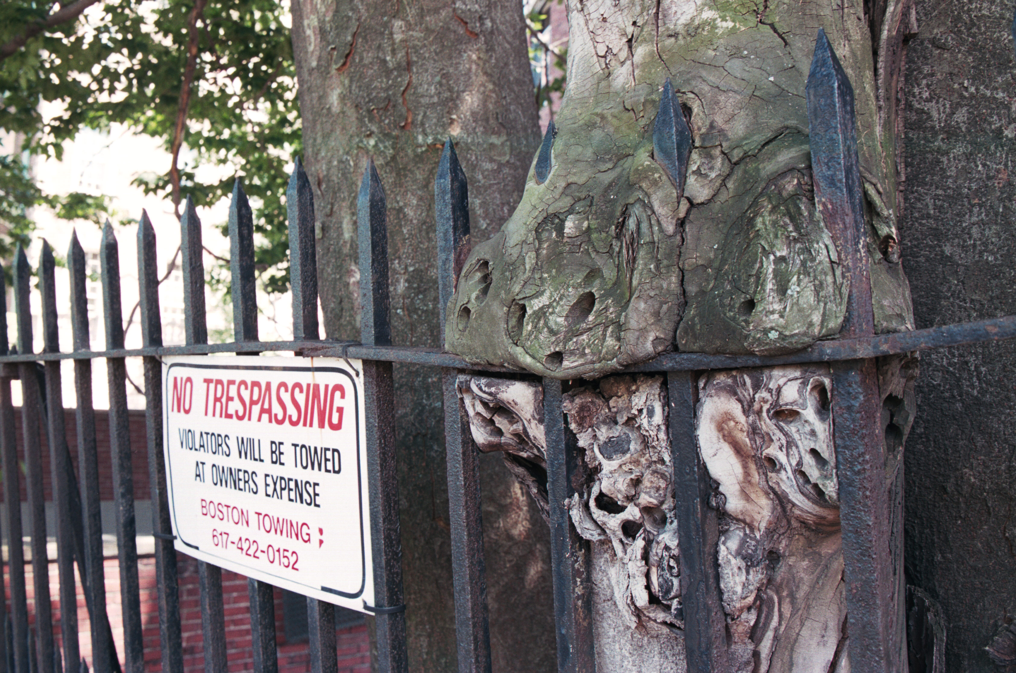 menacing tree