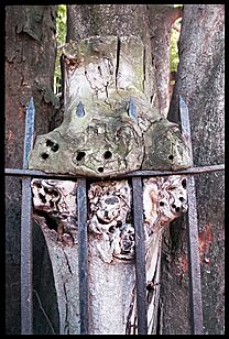 menacing tree