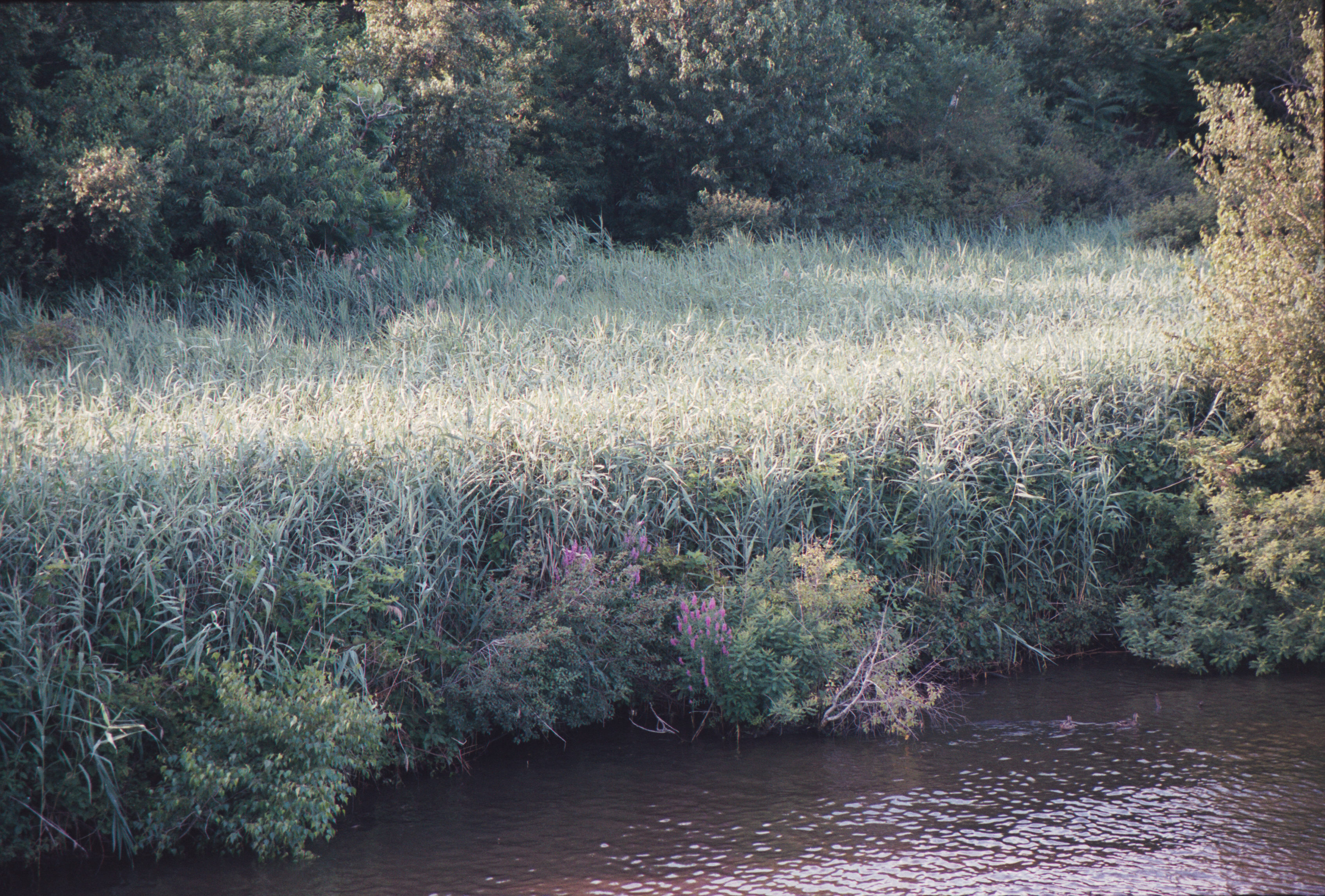 grove on the Charles
