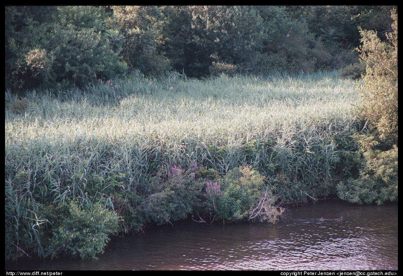 grove on the Charles