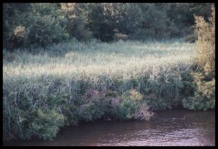 grove on the Charles