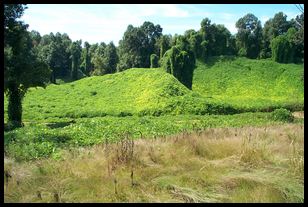 Kudzu Valley