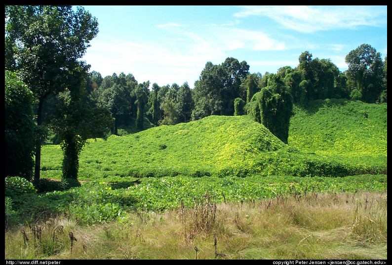 more kudzu