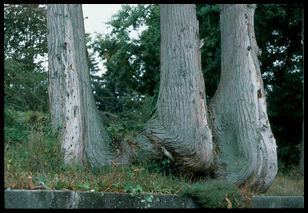 Charlie trees by water