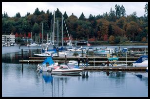 boats in marina