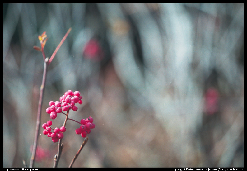 berries