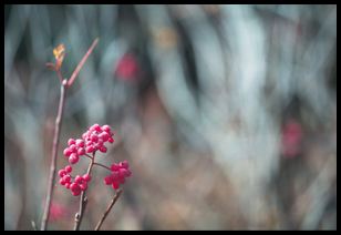 berries