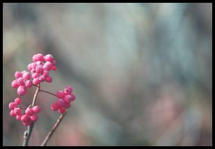 berries