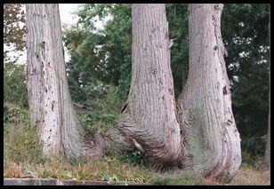 trees on bank