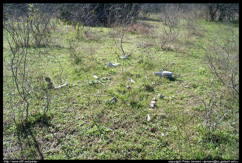 cattle--