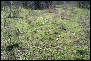 cattle--
