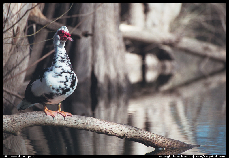 bird