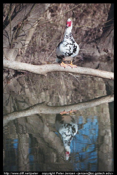 bird reflection