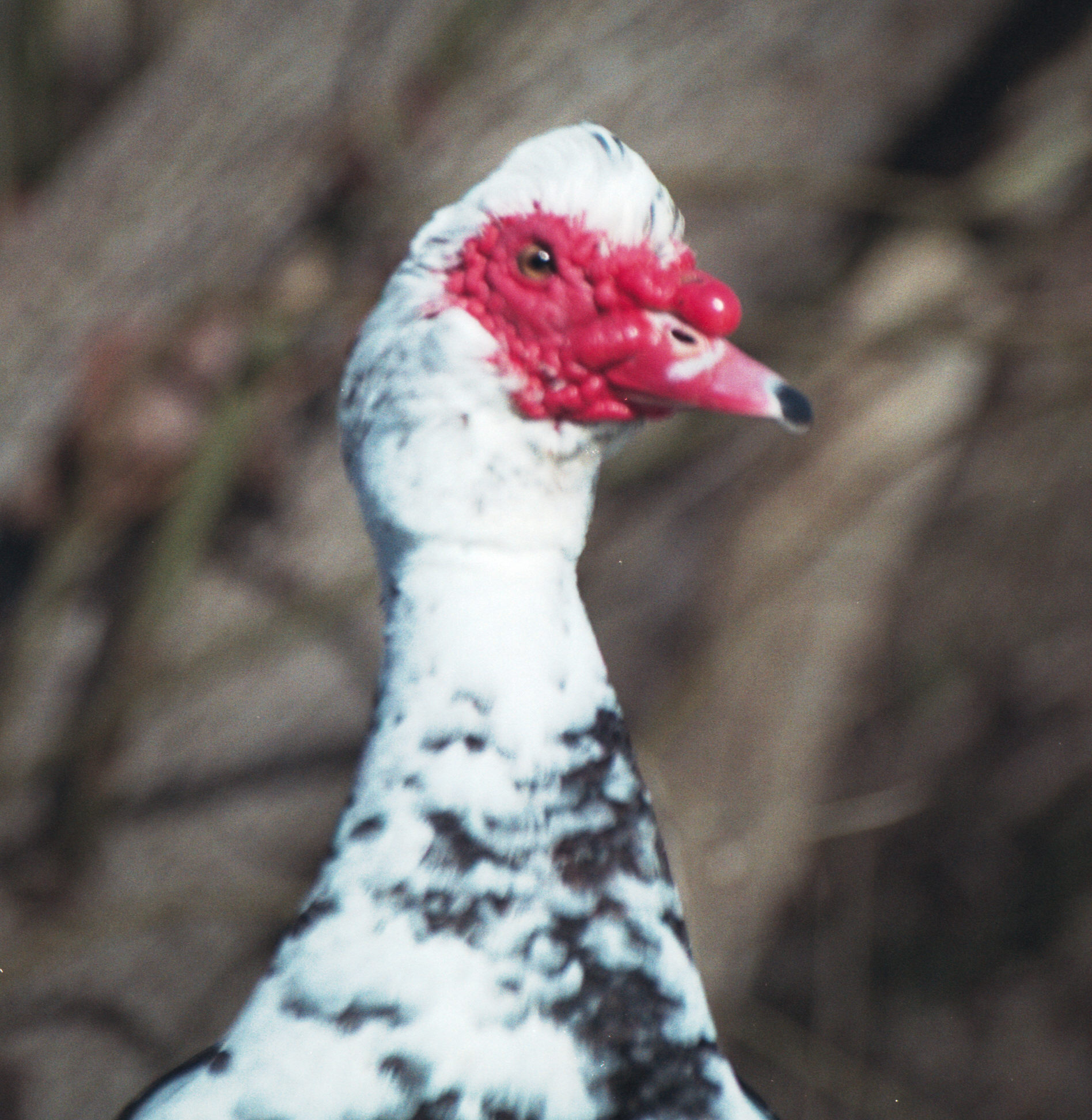 bird