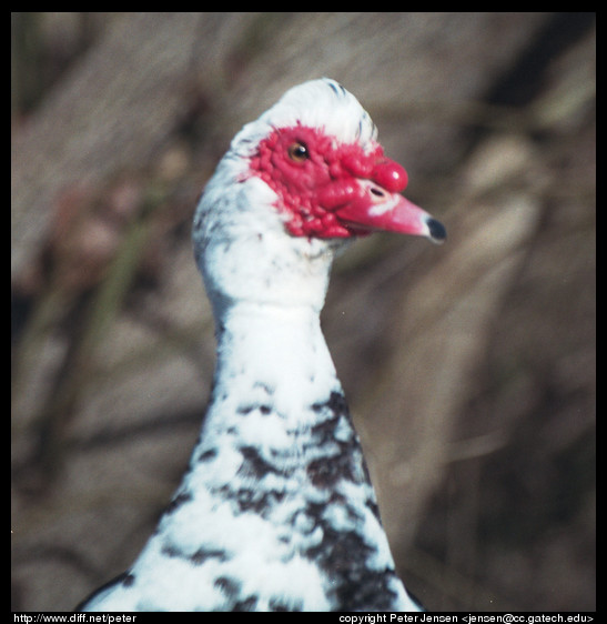 bird